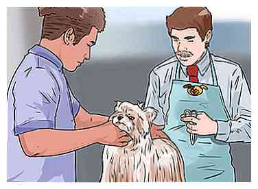 3 måder at groomere en Silky Terrier