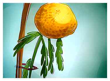Hvordan man vokser marigolds (med billeder)