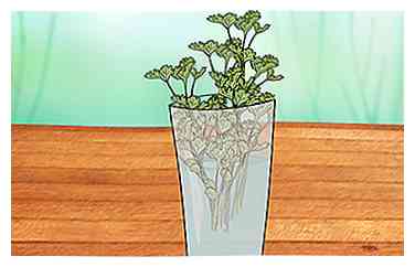Cómo cultivar Microgreens (con fotos)