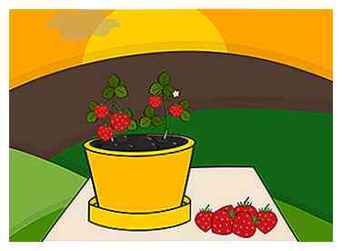 Cómo cultivar fresas en una olla (con fotos)