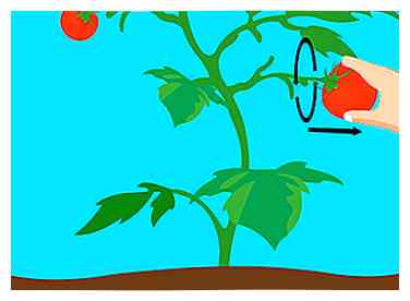 4 måder at dyrke tomater fra frø