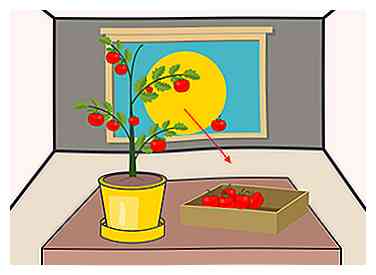 Cómo cultivar tomates en macetas (con fotos)