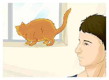 3 formas de manejar un gato callejero